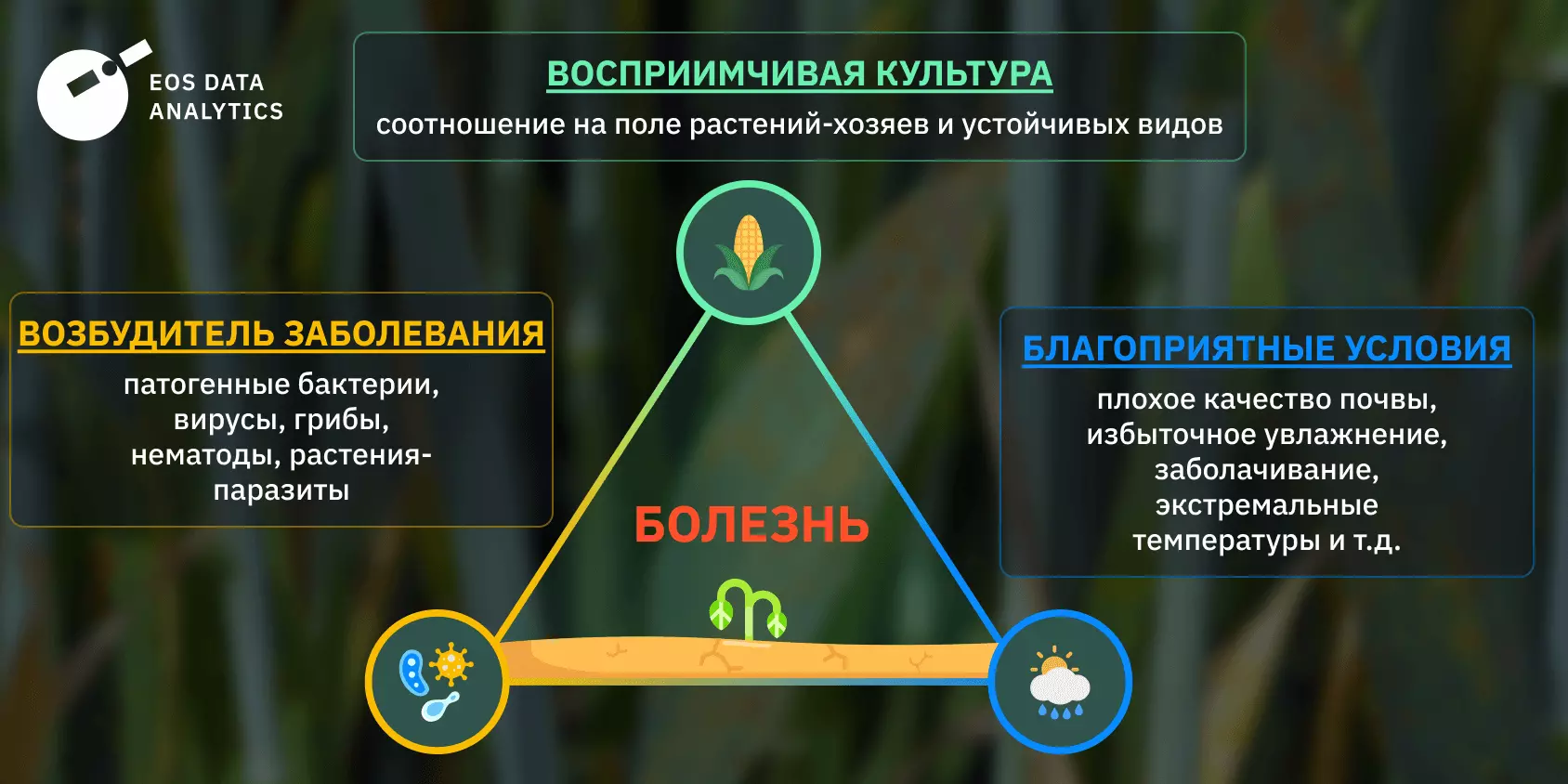 Болезни растений: диагностика, лечение и профилактика