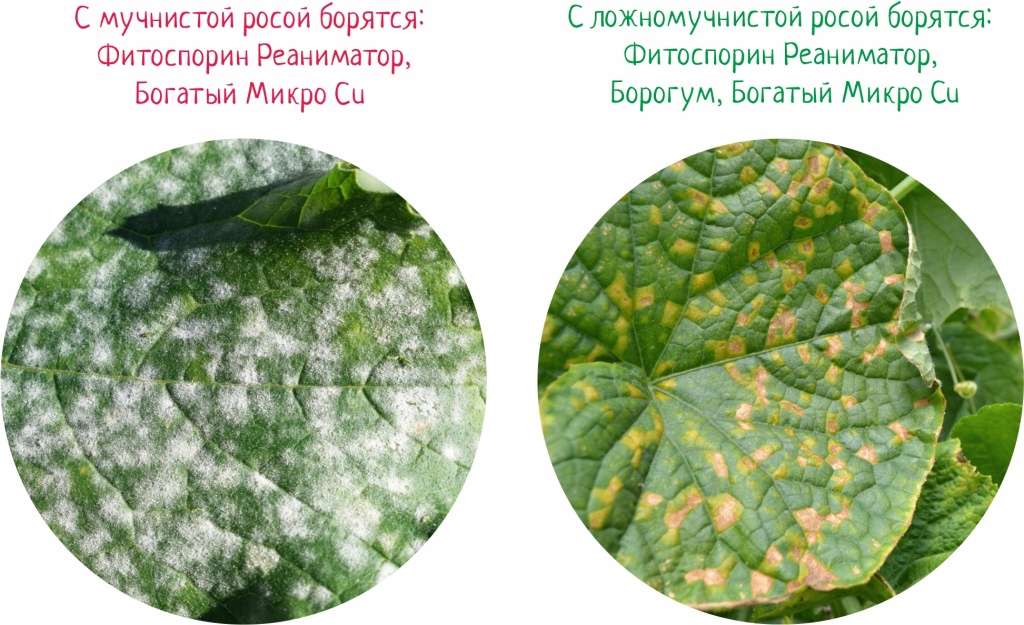 Болезни растений: симптомы, причины и методы лечения