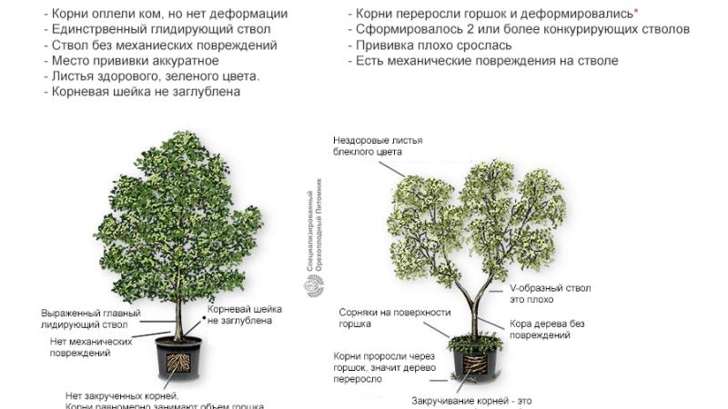 Выбор саженцев для дачи: советы и рекомендации