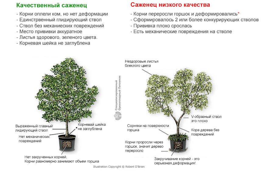 Выбор саженцев для дачи: советы и рекомендации