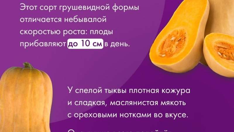 Выбор сортов овощей для Псковской области: рекомендации и лучшие варианты