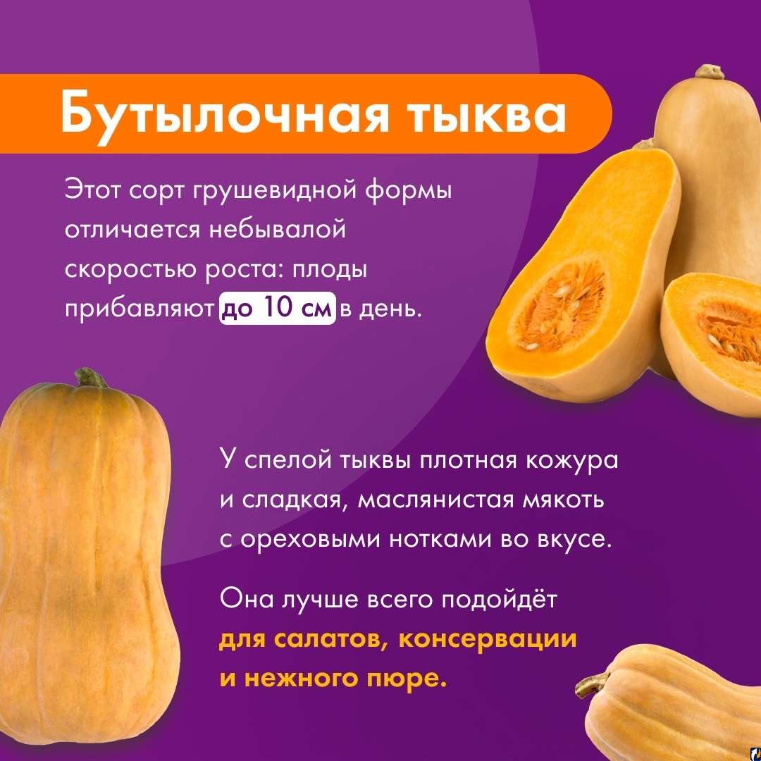 Выбор сортов овощей для Псковской области: рекомендации и лучшие варианты