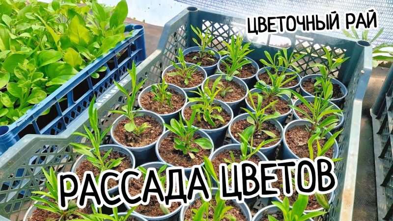 Выращивание цветов в саду: Создаем живописный рай