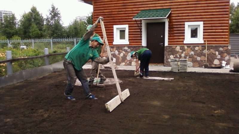 Как посадить газон на даче своими руками: пошаговая инструкция