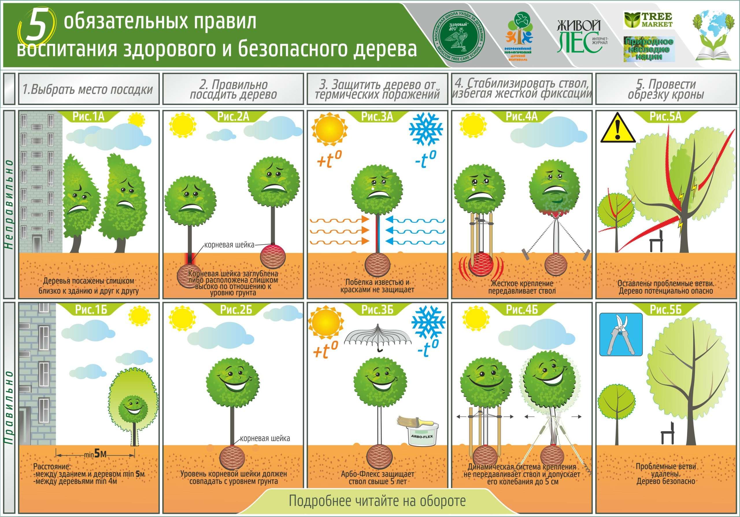 Как правильно сажать деревья и кустарники: подробное руководство для дачников