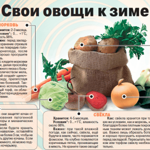 Какие сорта овощей лучше всего подходят для хранения