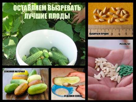 Какие сорта овощей подходят для сбора семян