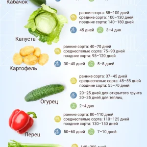 Когда сажать рассаду: определяем оптимальные сроки для разных культур