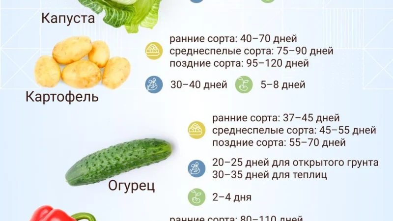 Когда сажать рассаду: определяем оптимальные сроки для разных культур
