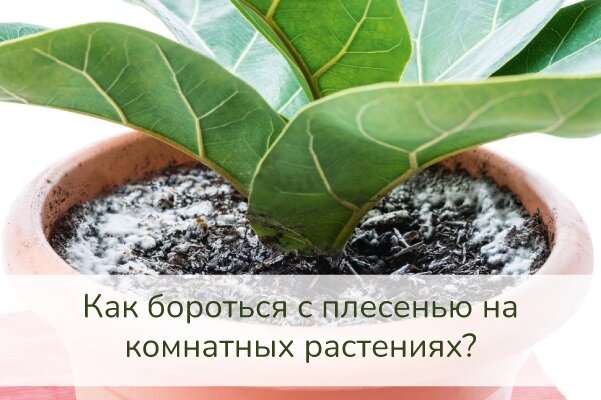 Плесень на комнатных растениях: причины, виды и методы борьбы