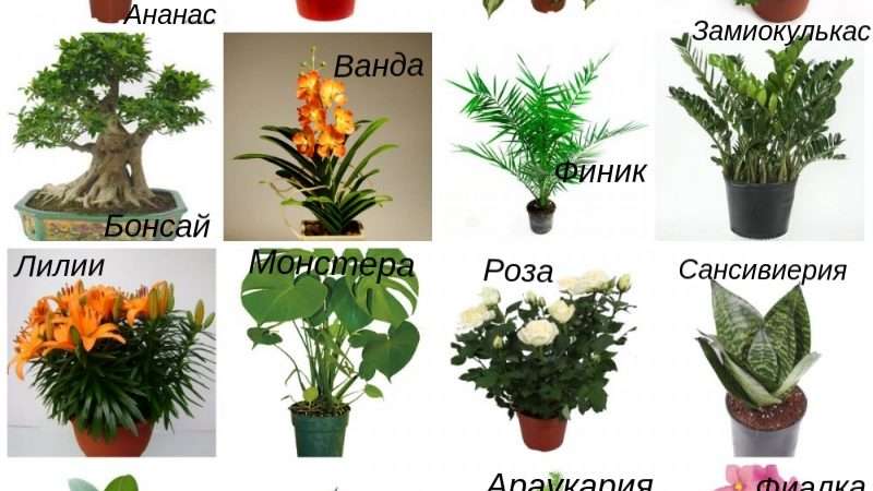 Популярные комнатные цветы: каталог с фото и названиями