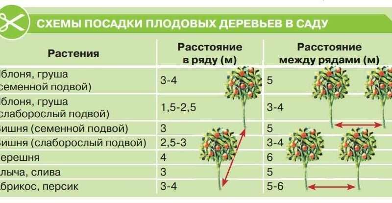 Правила посадки деревьев и кустарников на даче: советы для красивого и плодоносящего сада