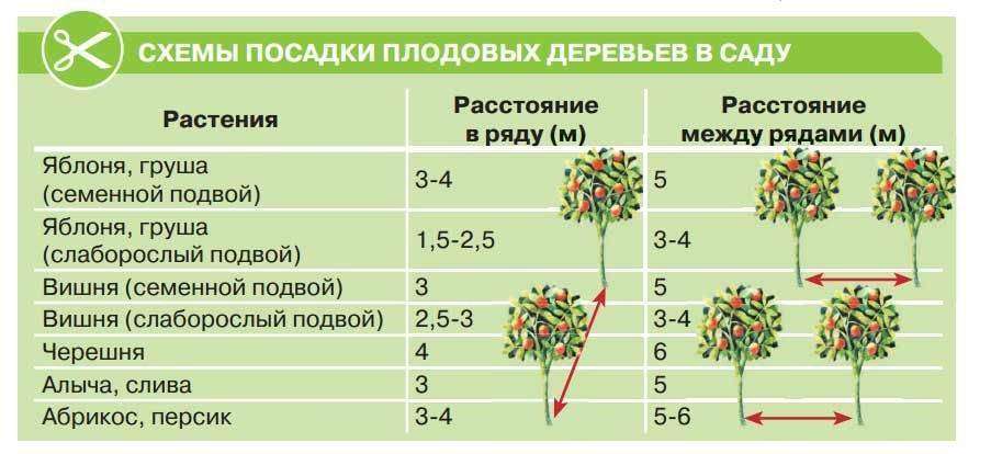 Правила посадки деревьев и кустарников на даче: советы для красивого и плодоносящего сада