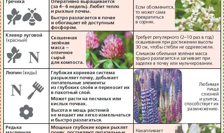 Растения как удобрения: как преобразить почву естественным путем