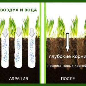 Создание идеального газона своими руками: пошаговое руководство