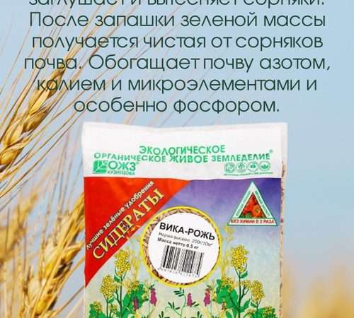 Удобрение почвы рожью: эффективный и экологичный метод