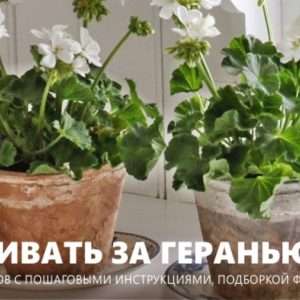 Уход за геранью в домашних условиях: полное руководство