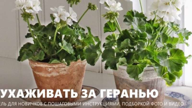 Уход за геранью в домашних условиях: полное руководство