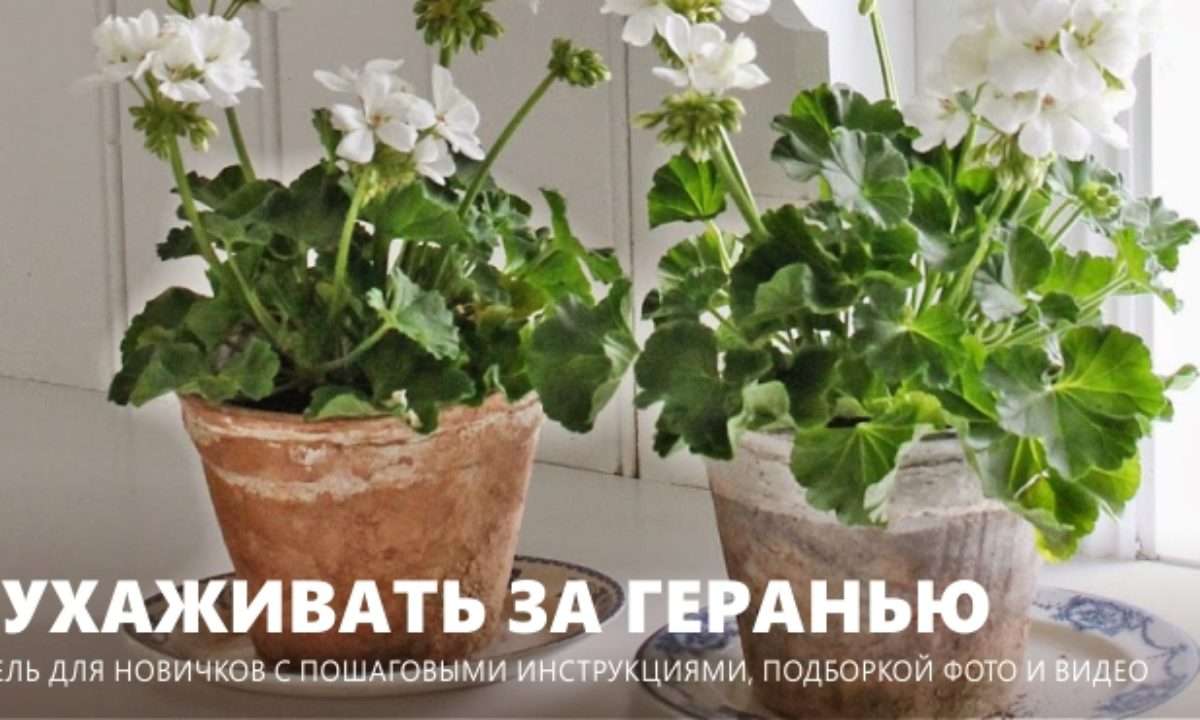Уход за геранью в домашних условиях: полное руководство