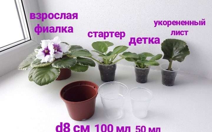Уход за фиалками в домашних условиях: советы и рекомендации