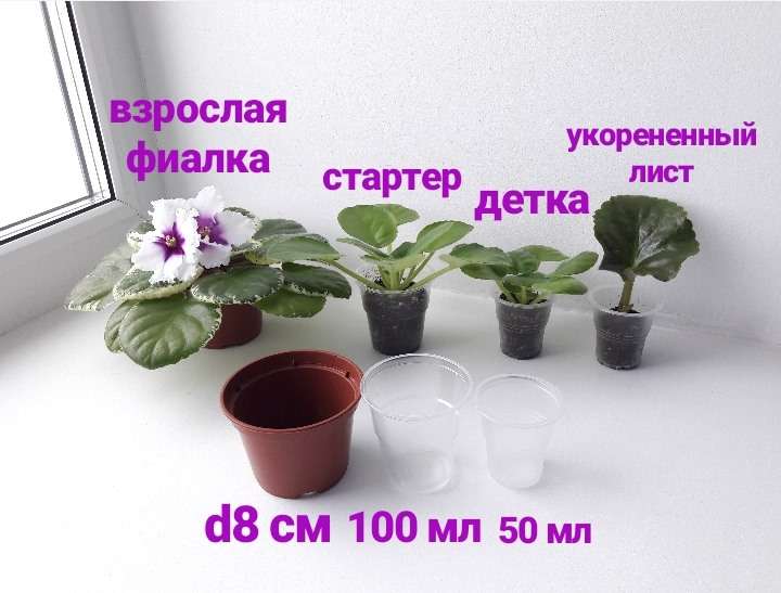 Уход за фиалками в домашних условиях: советы и рекомендации