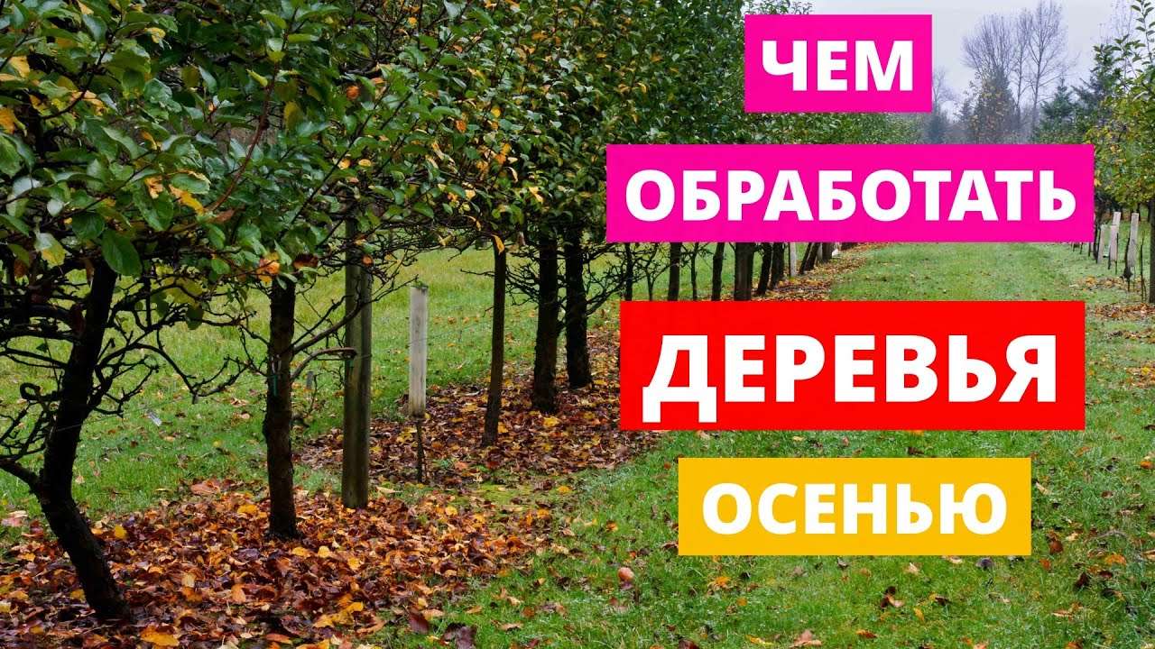 Чем и как обработать деревья и кустарники на даче осенью