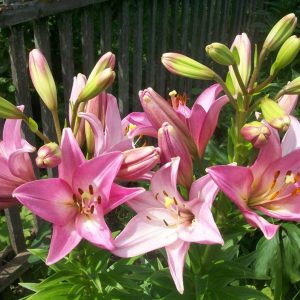 Выращивание лилий: посадка и уход