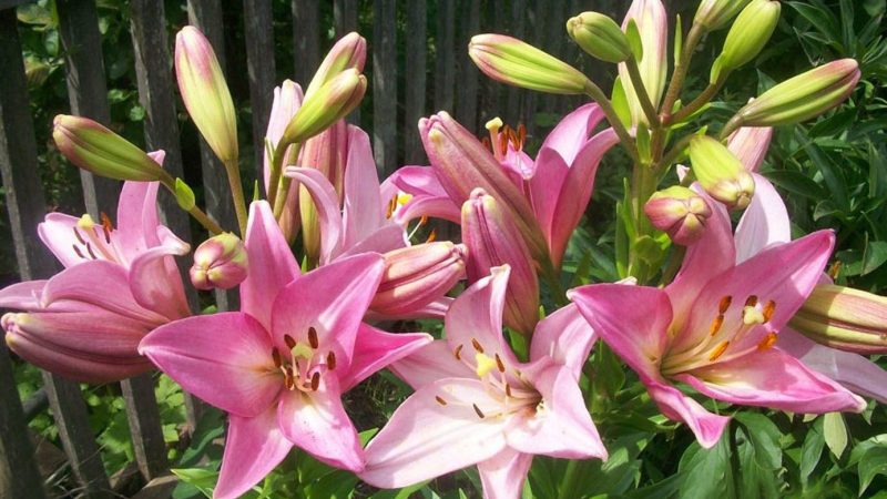 Выращивание лилий: посадка и уход
