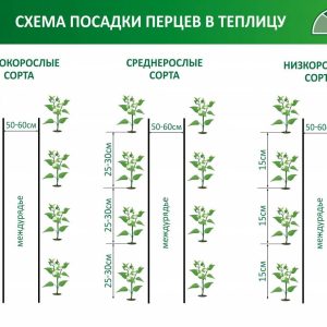 Выращивание рассады перца все этапы от А до Я
