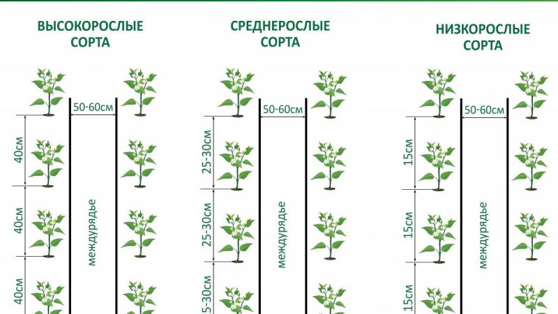 Выращивание рассады перца все этапы от А до Я