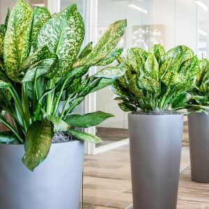 Нецветущие комнатные растения: красота без бутонов