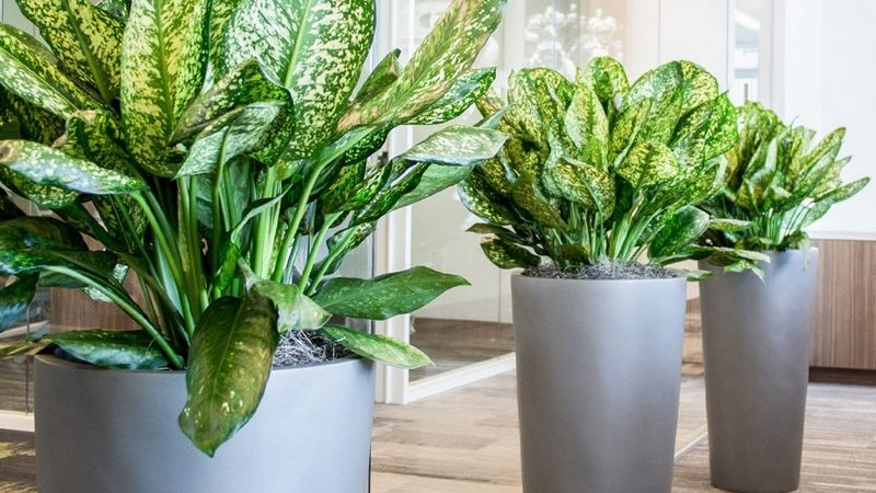 Нецветущие комнатные растения: красота без бутонов