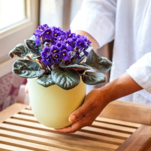 Уход за фиалками в домашних условиях