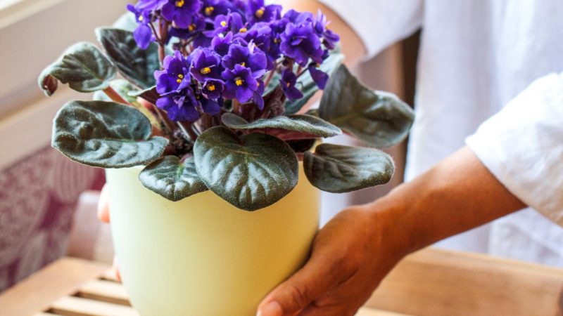 Уход за фиалками в домашних условиях